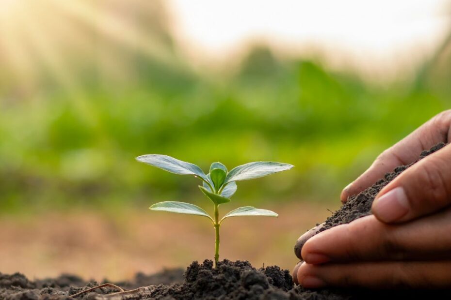 como fazer planta crescer mais rápido