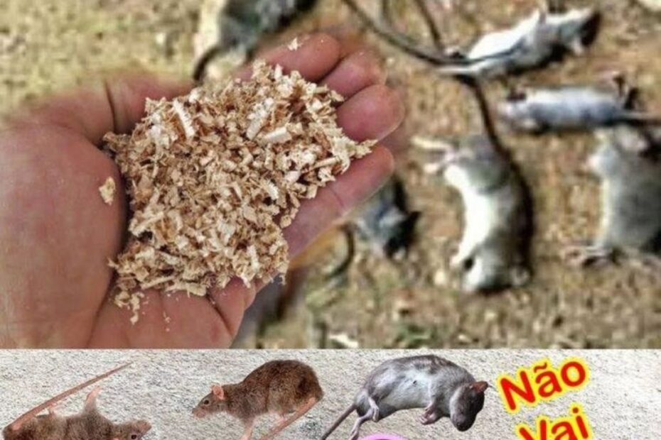 dois ingredientes para matar ratos