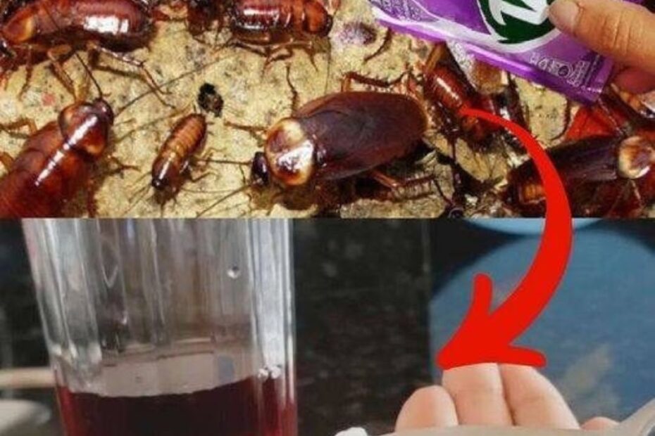 receita para acabar com baratas francesinhas