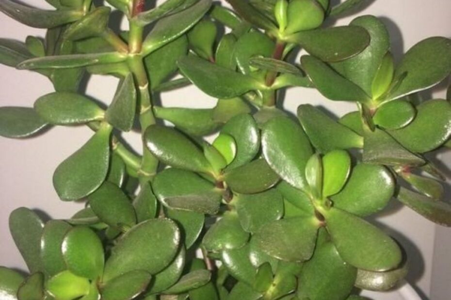 planta que traz prosperidade