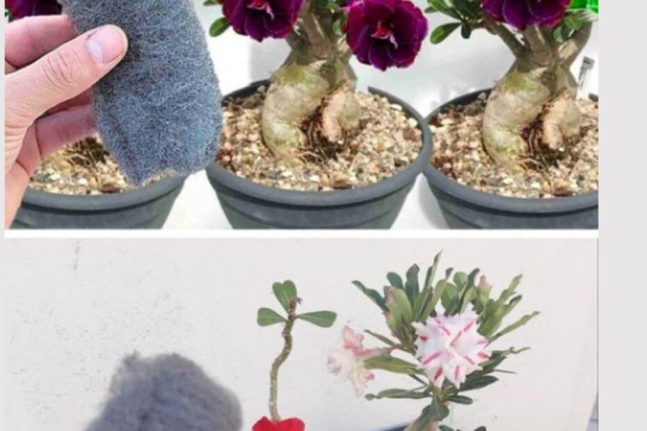 bombril enferrujado nas plantas