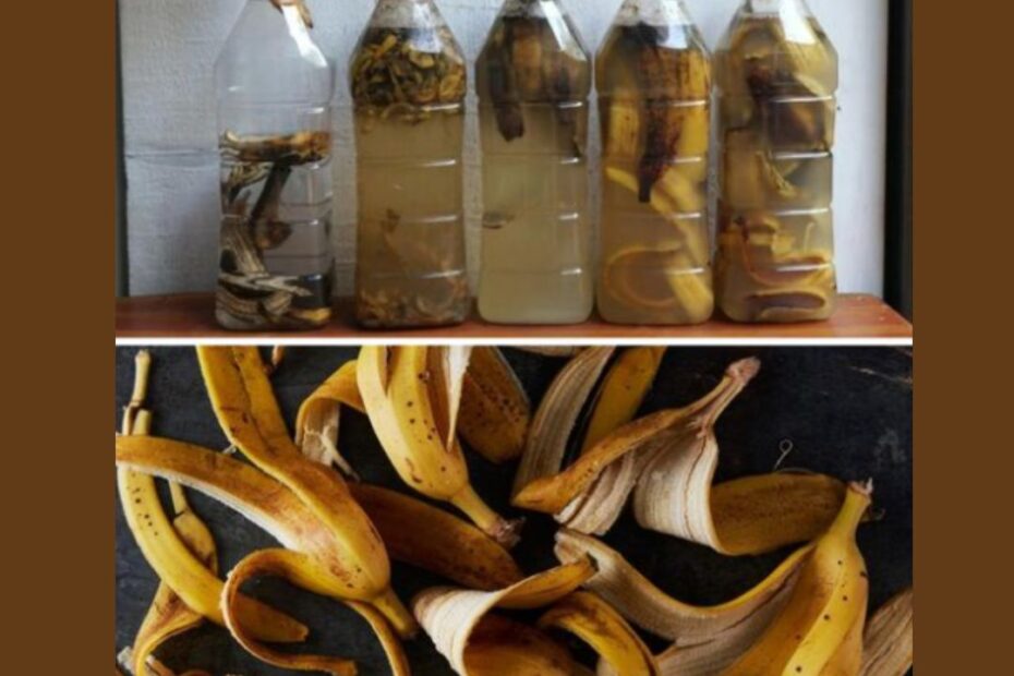 casca de banana na água