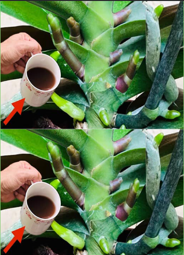 adubo caseiro para orquídea